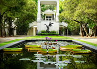 Lily Pond